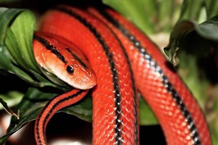孕期梦见红蛇是什么意思