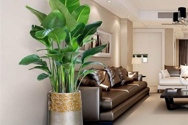 客厅放几盆植物最好？客厅养什么植物风水好？