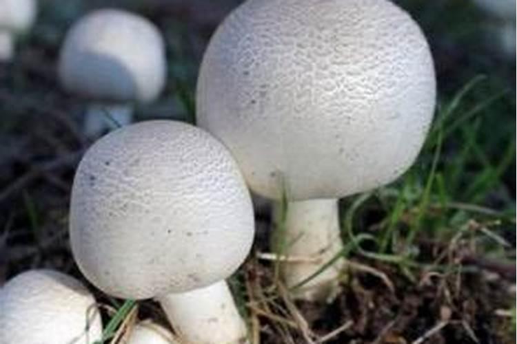 孕妇梦见蘑菇是什么预兆