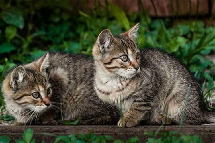 梦到猫生小猫什么意思周公解梦