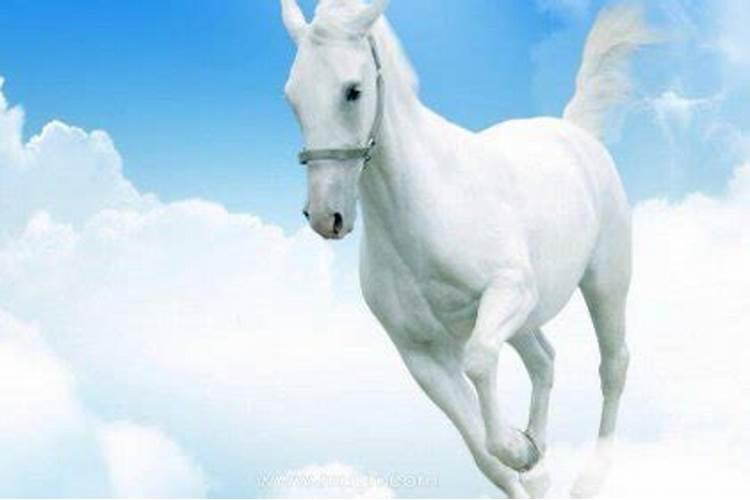 梦见白马是什么意思呢