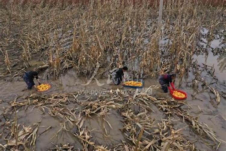 梦见涨水把玉米淹了