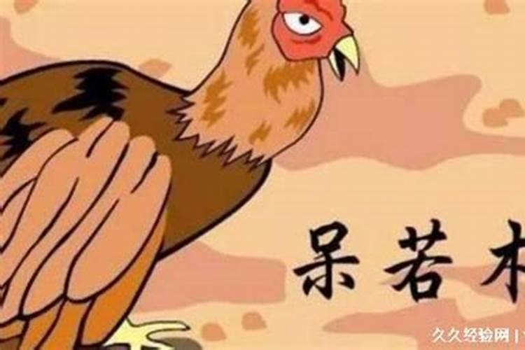 鸡代表什么生肖