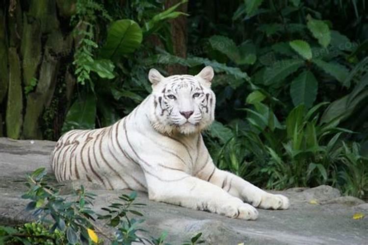 梦见白老虎很温顺是什么预兆