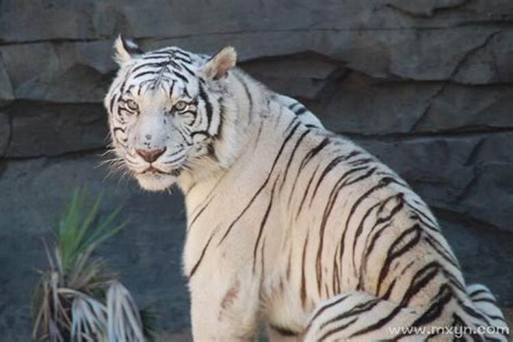 梦到白色老虎非常温顺
