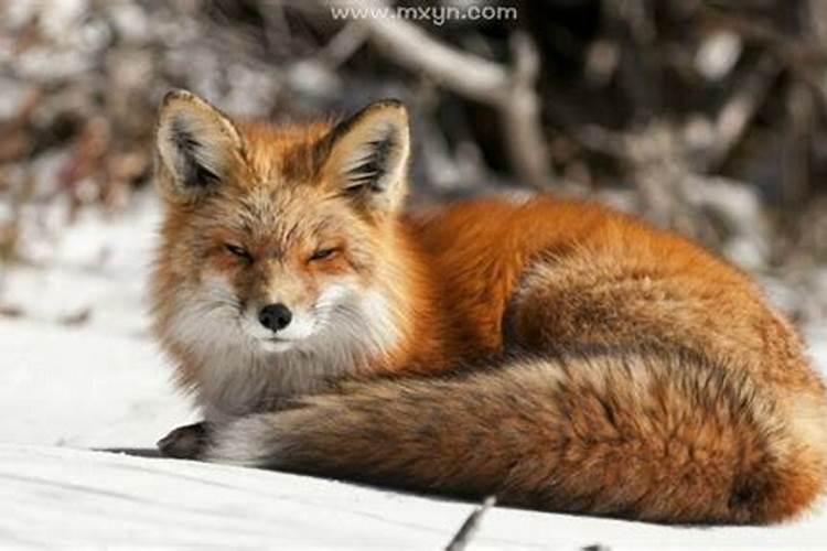 女人梦见狐狸代表什么