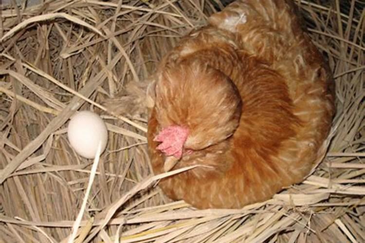 梦见鸡下蛋捡起来吃好不好呢怎么回事