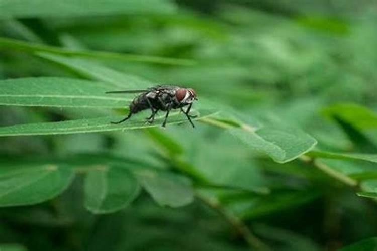 梦到苍蝇是什么意思梦到屋顶上起灶烧火