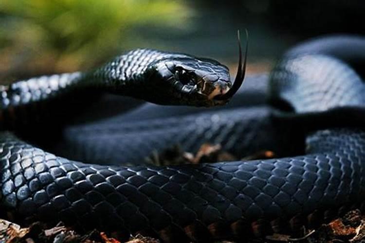 孕妇梦到黑色的大蛇预示着什么