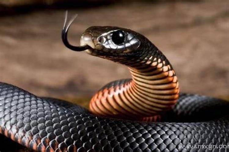 孕妇梦见黑色的蛇是什么预兆