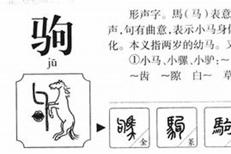 驹字五行属什么