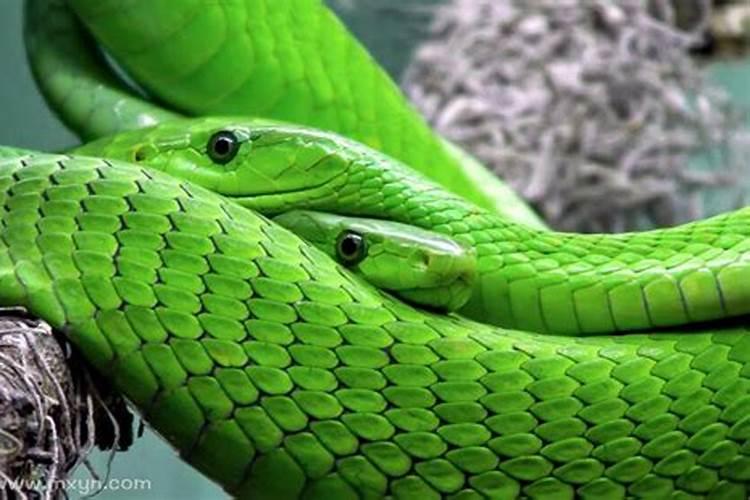 梦见绿色的蛇是什么意思