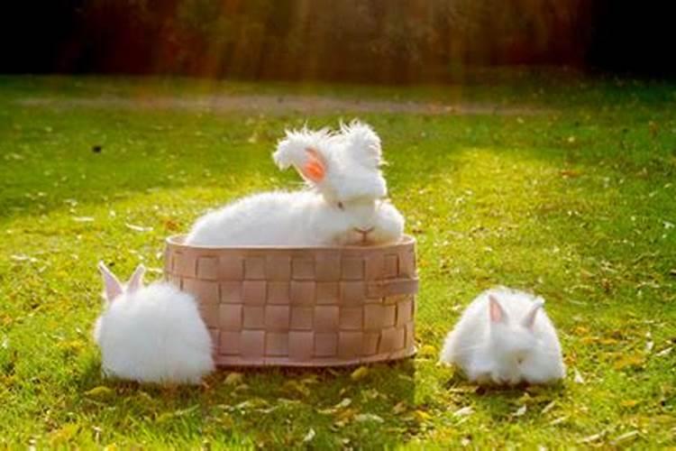 梦见好多小兔子是什么意思