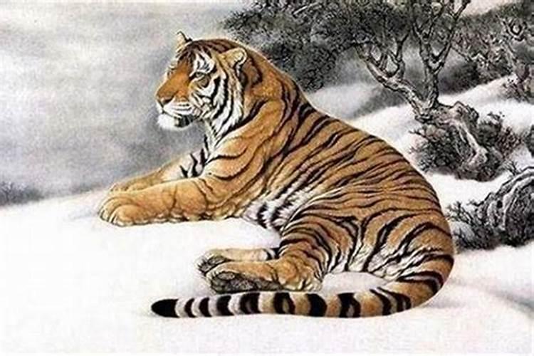 二十多岁属虎是哪一年出生的