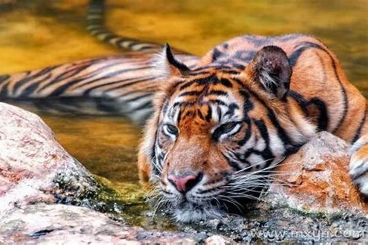 怀孕时梦见老虎是什么预兆