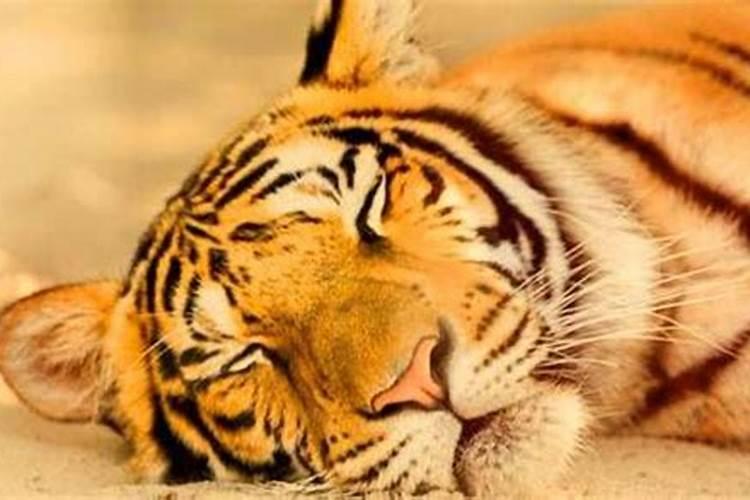 晚上梦见老虎是啥现象呀