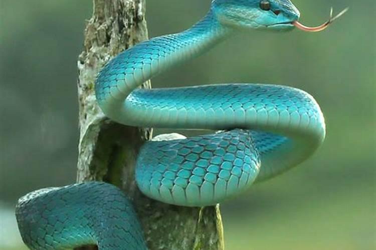 梦见一条蓝白色的大蛇