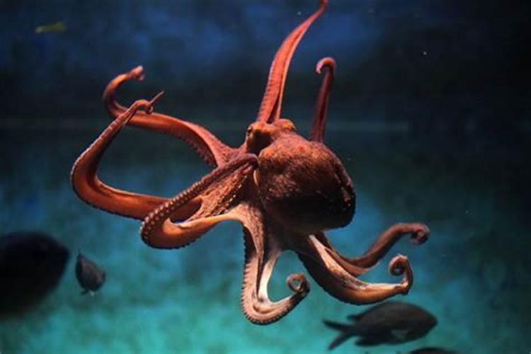 梦到章鱼有什么预兆