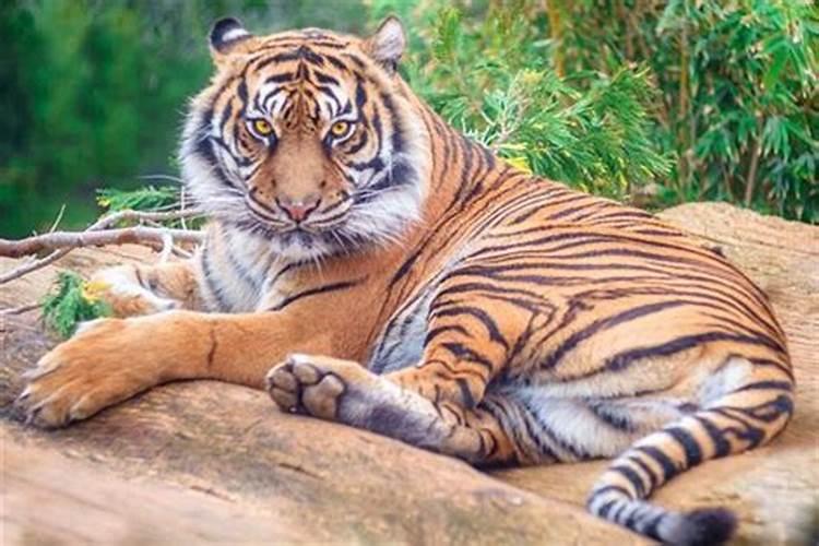 怀孕期间做梦梦到老虎是什么意思