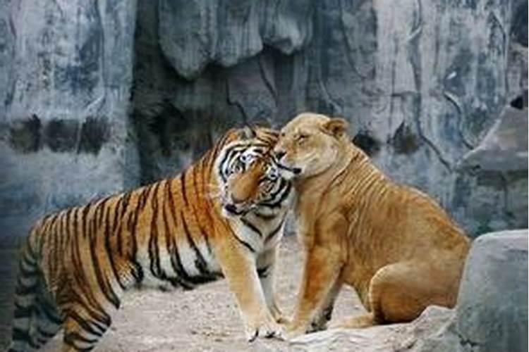 梦到老虎狮子一起出现并且和平共处