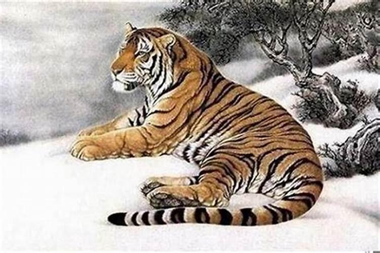17年属虎的多大