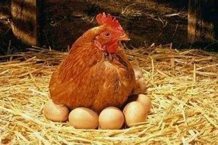 梦见鸡下蛋我在捡