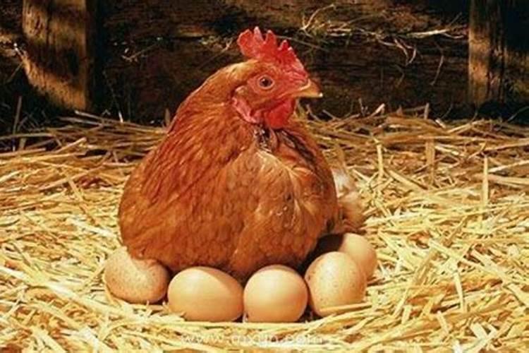 梦见鸡下蛋捡起来吃什么意思