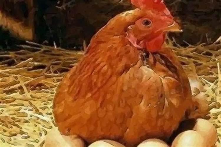 梦见母鸡下一个蛋去捡