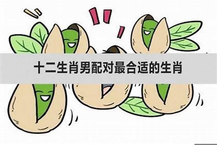 哪个生肖男对老婆最好