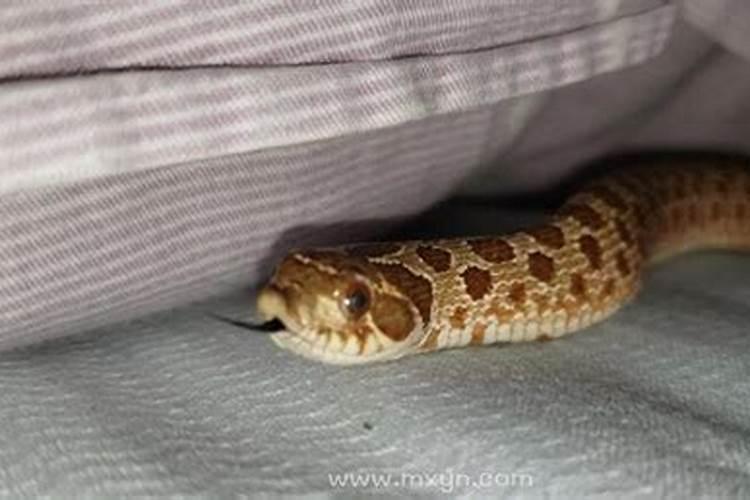梦见床上有蛇什么预兆