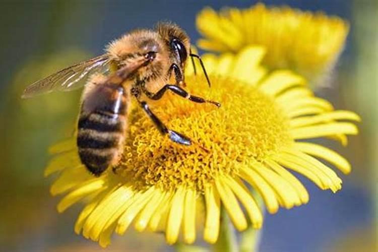 蜜蜂进家里有什么预兆