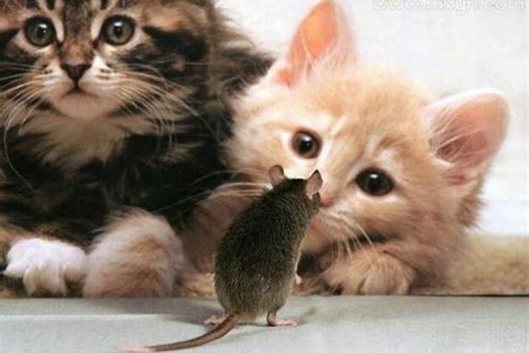 梦到猫吃老鼠是什么意思是什么