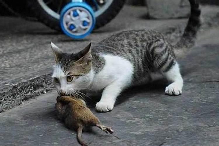 梦到猫一口吃了老鼠