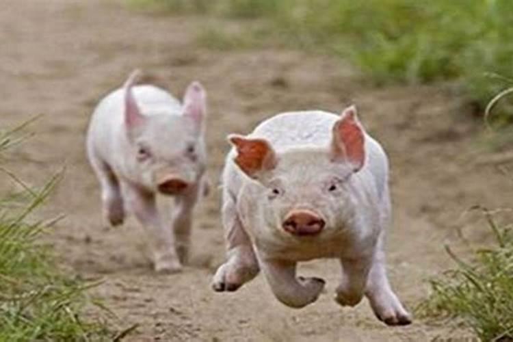 梦见追猪跑是什么意思