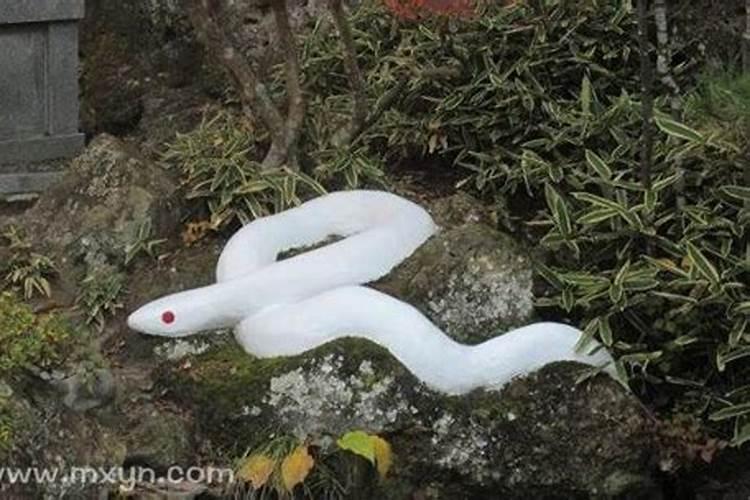 梦见小白蛇是什么预兆女性