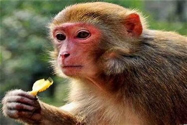 九四年属猴的是什么命