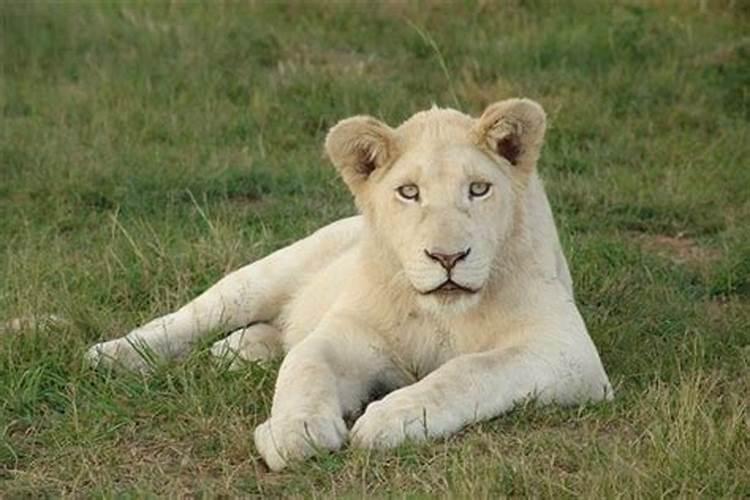 梦见白狮子是什么预兆