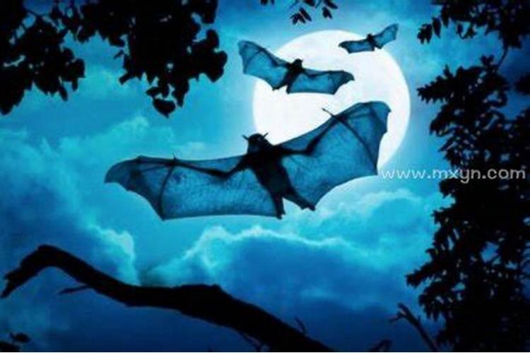 梦见蝙蝠是什么意思