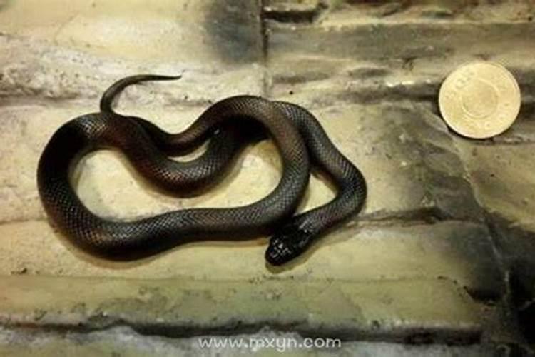 孕妇梦见小黑蛇是什么意思