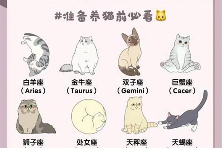 12星座适合养什么宠物