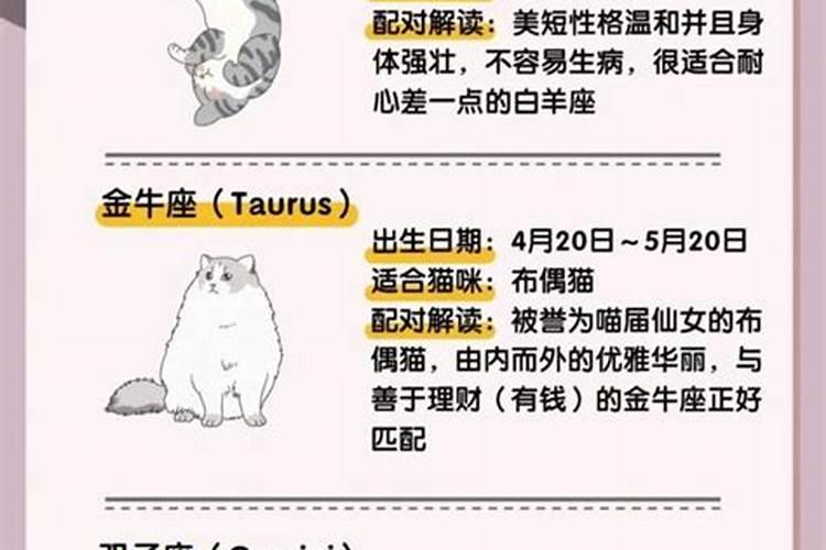 十二星座适合养什么宠物猫