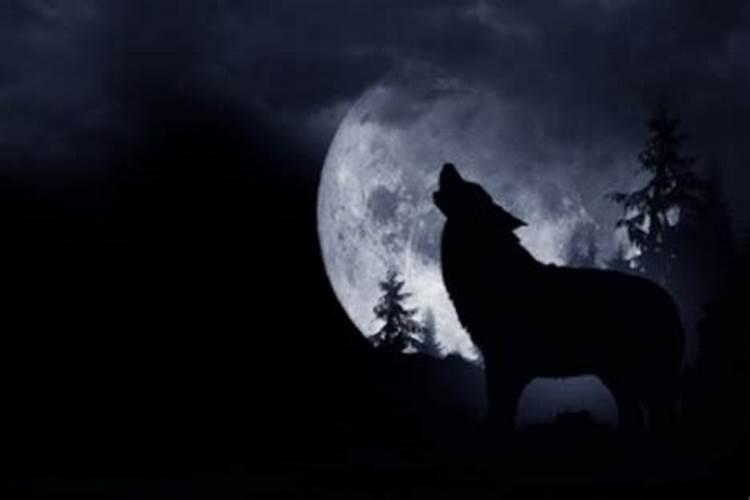 梦到狼是什么征兆