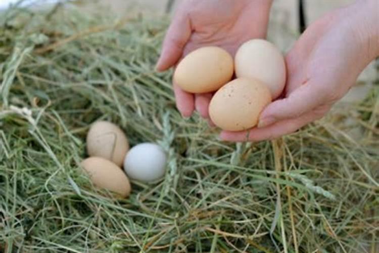 女人梦到捡鸡蛋是什么预兆