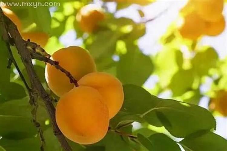 孕妇梦见杏子是什么预兆