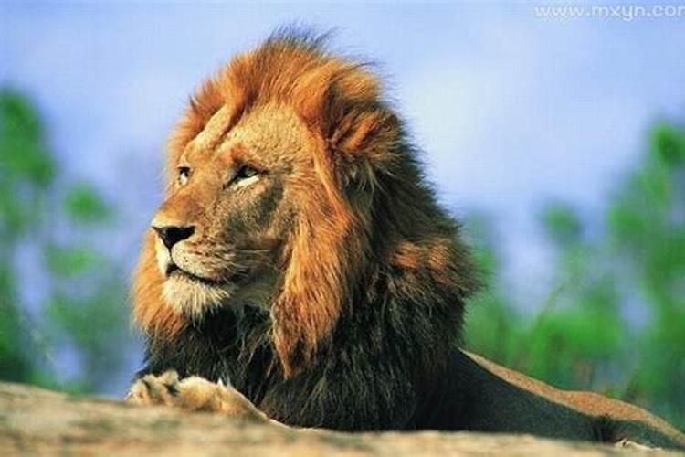 梦见狮子是什么意思