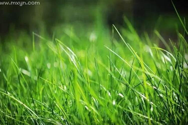 孕妇梦到绿色的草意味着什么
