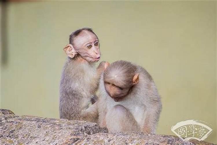 属猴的女人特点