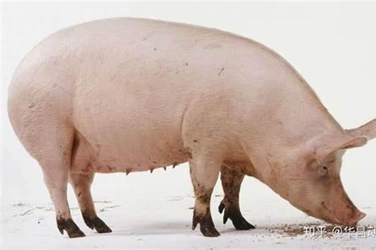 冬天为什么猪容易生病