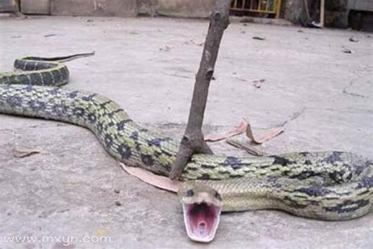 梦见不小心踩死一条蛇