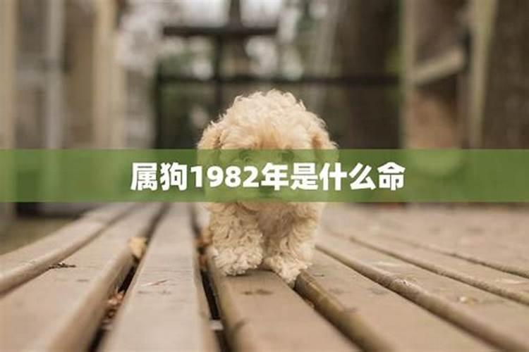 属狗1982年是什么命